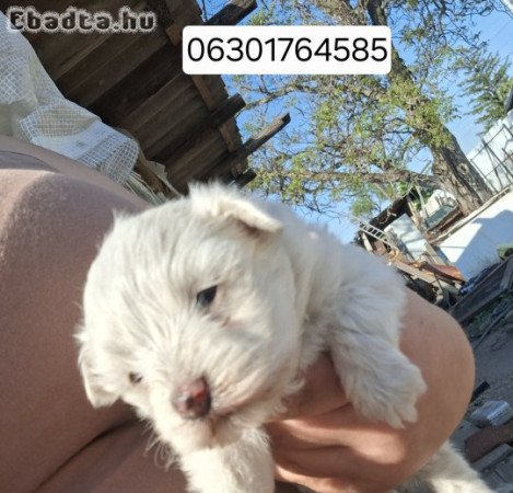 Eladó  kiskutyák