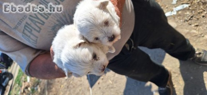 Eladó  kiskutyák
