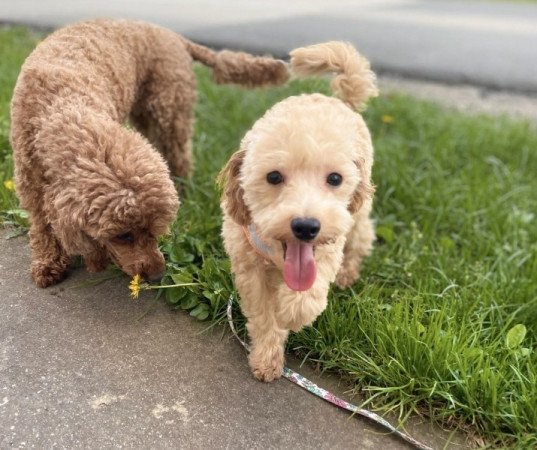 Maltipoo maltai es toy uszkar