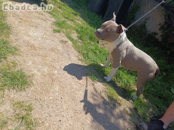 Amstaff Szuka