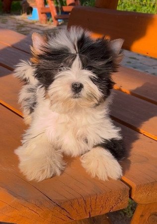 Biewer Yorkshire terrier