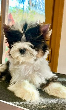 Biewer Yorkshire terrier