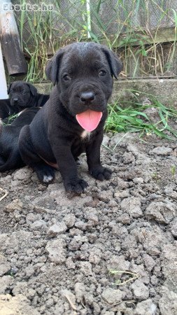 Cane corso kutya babák vihetok