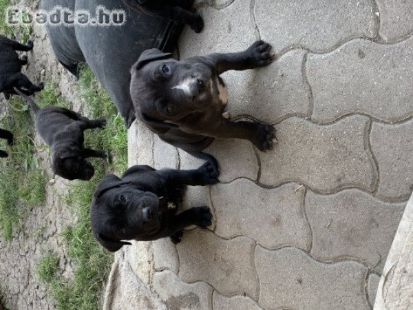 Cane corso kutya babák vihetok