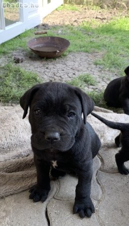 Cane corso kutya babák vihetok