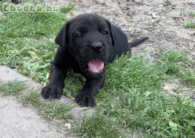 Cane corso kutya babák vihetok