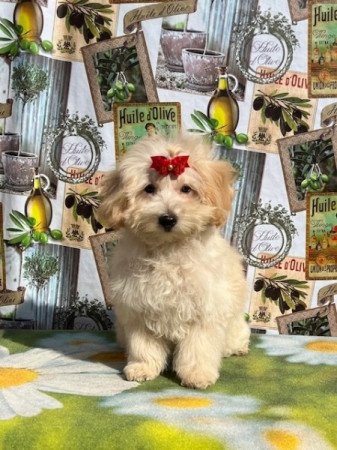 Maltipoo