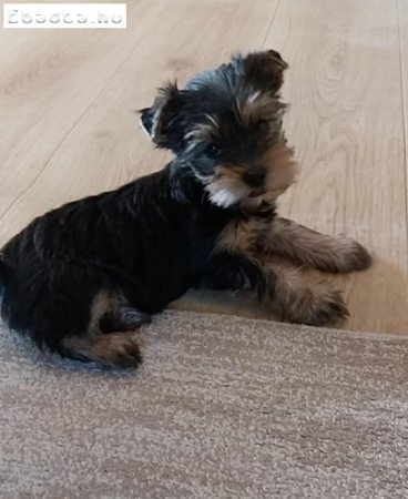 Yorky kislány eladó!