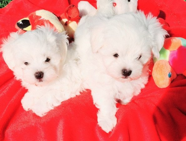 Bichon Havanese