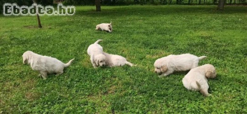 Golden retriever kiskutyák eladóak