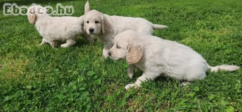 Golden retriever kiskutyák eladóak