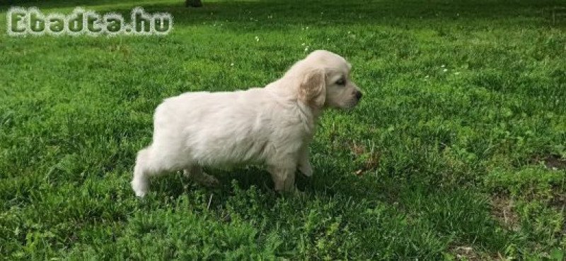Golden retriever kiskutyák eladóak