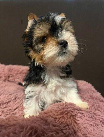 Biewer Yorkshire terrier