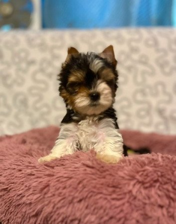 Biewer Yorkshire terrier