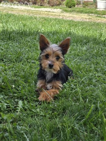 Yorki kislány keresi új otthonát