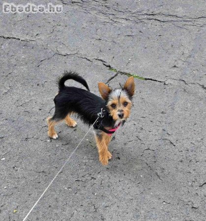 Yorki kislány keresi új otthonát