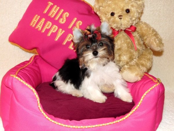 Biewer Yorkshire Terrier Yorki