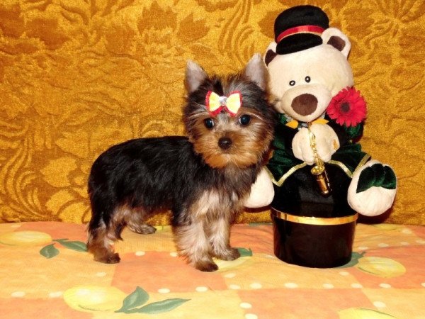 Yorkshire Terrier, Yorki