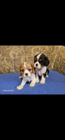 Cavalier King Charles spániel