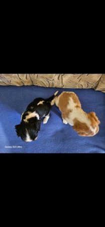 Cavalier King Charles spániel