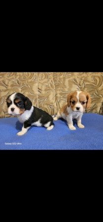 Cavalier King Charles spániel