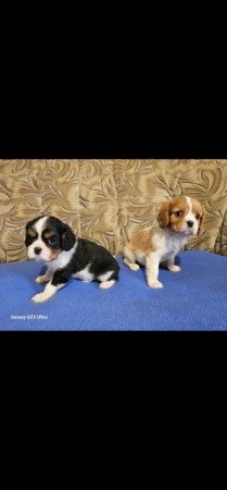 Cavalier King Charles spániel