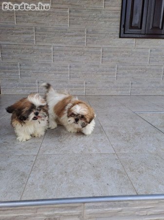 Shih-tzu  kiskutyák