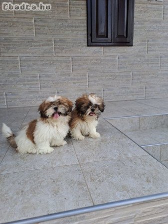 Shih-tzu  kiskutyák