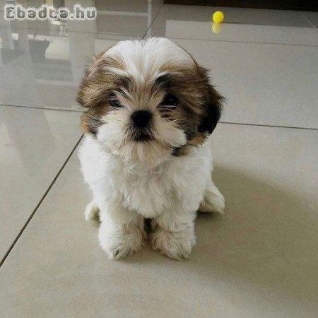 shih tzu