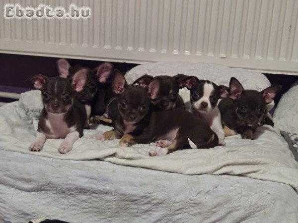 Eladó Csivava kiskutyák