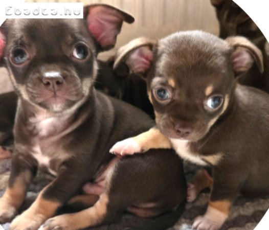 Eladó Csivava kiskutyák