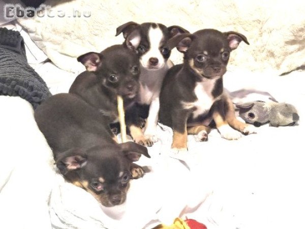 Eladó Csivava kiskutyák