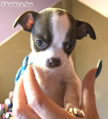 Eladó Csivava kiskutyák