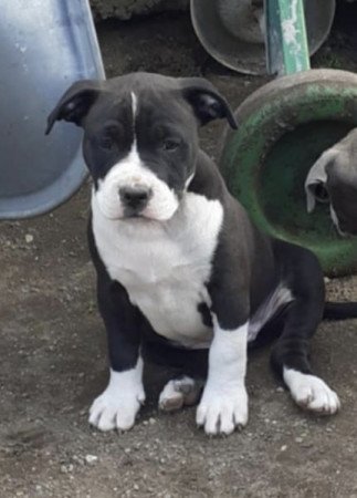 Amerikai staffordshire terrier