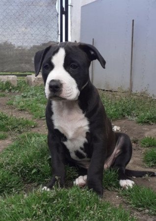 Amerikai staffordshire terrier