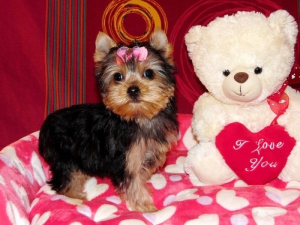 Yorkshire Terrier, Yorki