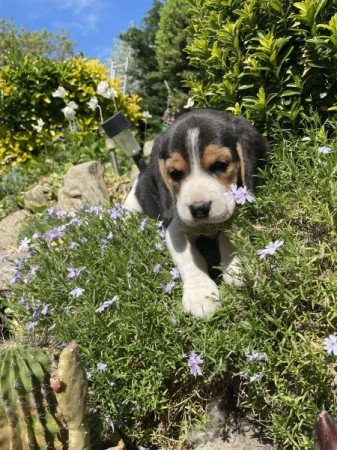 beagle