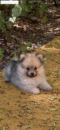 Eladó pomerániai törpespicc fajtajellegű kislány