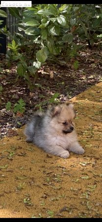Eladó pomerániai törpespicc fajtajellegű kislány