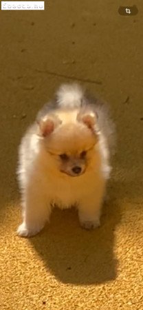 Eladó pomerániai törpespicc fajtajellegű kislány