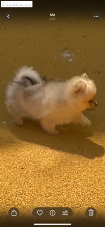 Eladó pomerániai törpespicc fajtajellegű kislány