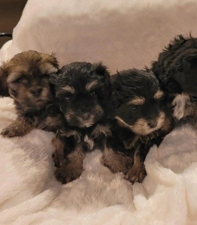 Havanese Yorki jellegű kiskutyák