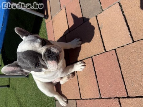 Francia bulldog kan kölyök eladó