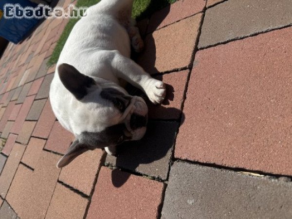Francia bulldog kan kölyök eladó