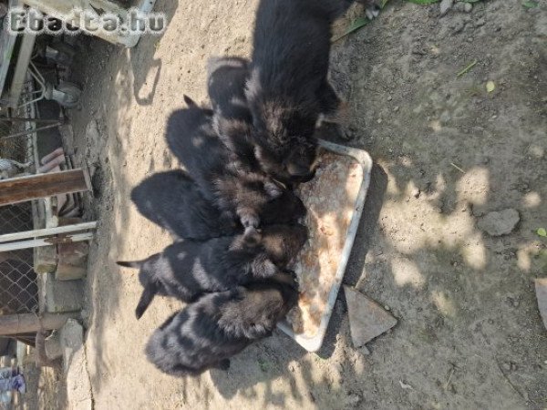 Német juhászkutya kölykök új gazdát keresnek.