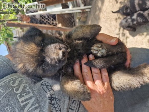 Német juhászkutya kölykök új gazdát keresnek.
