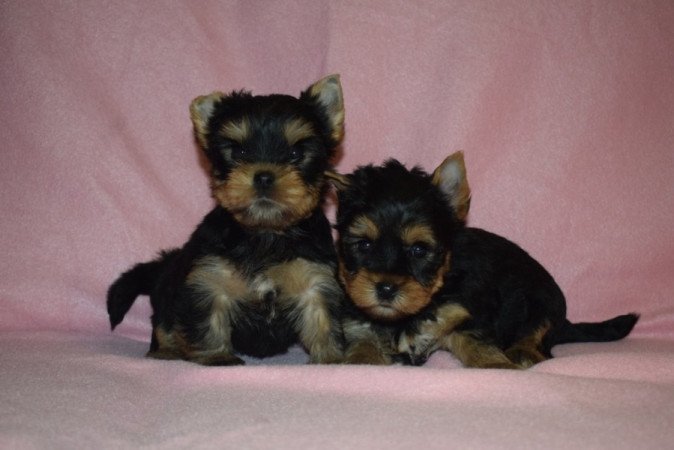 Yorkshire terrier