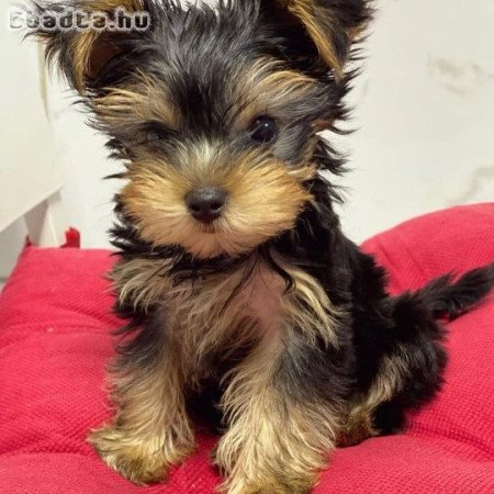 Yorkshire terrier