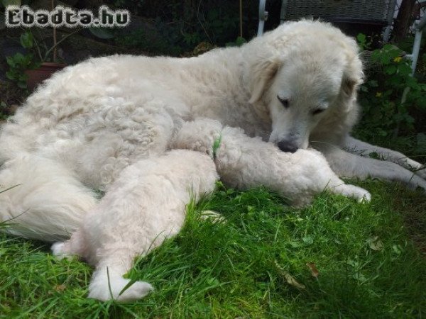 Kuvasz kölykök önköltségi áron eladóak.