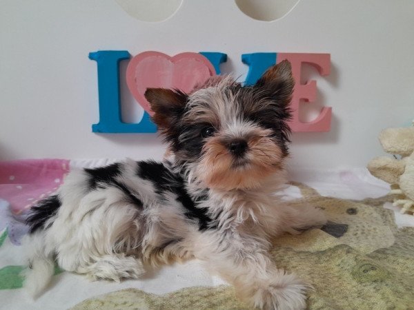 Biewer Yorkshire terrier